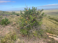 (c) Justin Ponder, some rights reserved (CC BY) Leucospermum cuneiforme, photograph (c) Justin Ponder, some rights reserved (CC BY)