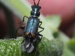 Clanoptilus elegans