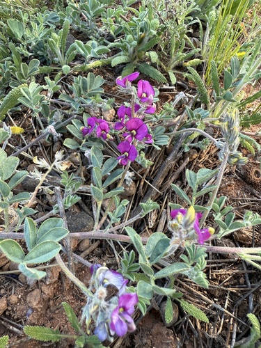 Swainsona flavicarinata, 2026-09-14