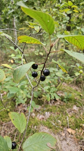 alder buckthorn