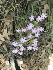 Phlox woodhousei