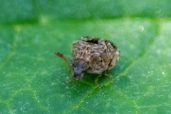 Acanthoscelidina