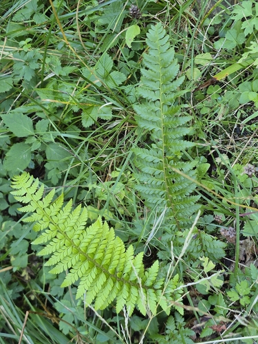 hard shield fern