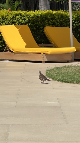 Spotted Dove
