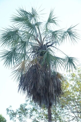 Livistona inermis, 2026-09-12