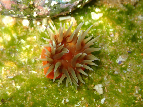 Anemonia mutabilis observed 2026-09-13
