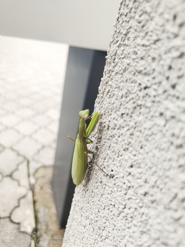 European Mantis