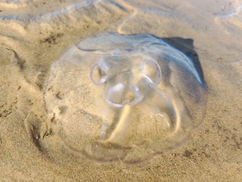 Asian moon jellyfish