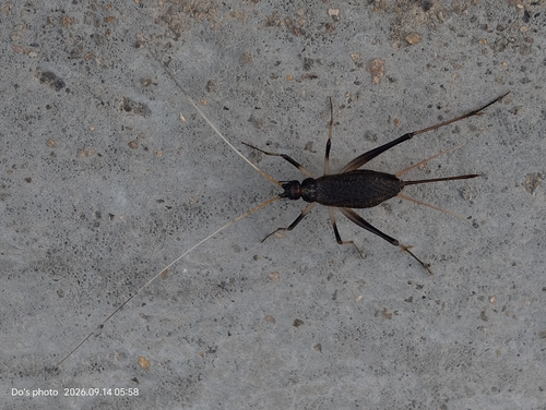 Asian Bell Cricket