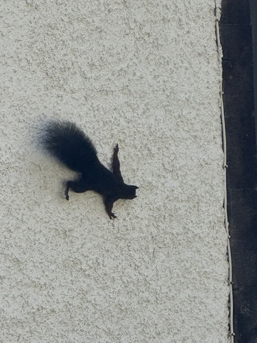 Eurasian Red Squirrel