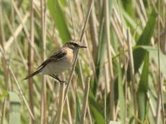 Saxicola maurus variegatus