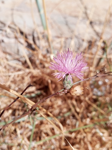 dagger flower