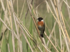 Saxicola maurus variegatus