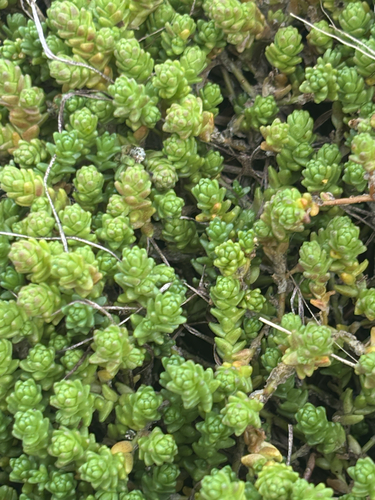 Biting Stonecrop