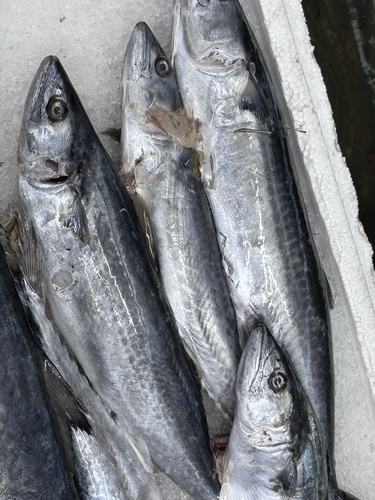 Japanese Spanish Mackerel