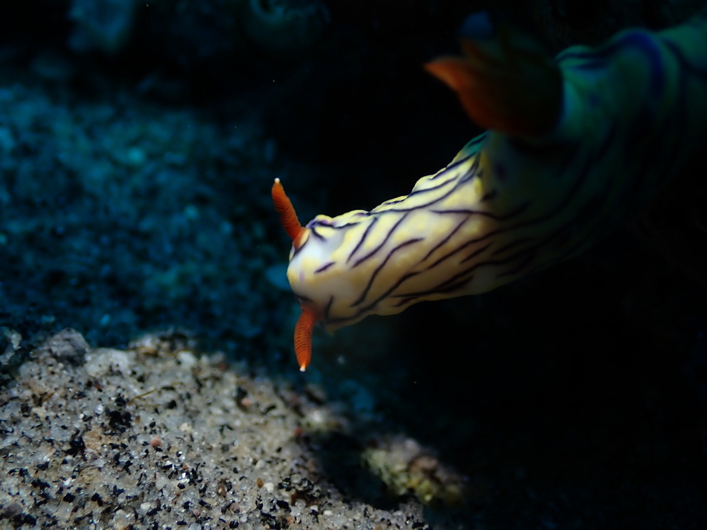 Zephyr Hypselodoris