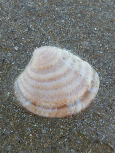 Clausinella fasciata, 2026-09-13