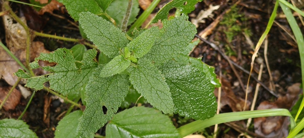 Teucrium scorodonia; photograph (c) Stuart Fraser, some rights reserved (CC BY)