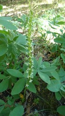 Platanthera elegans elegans
