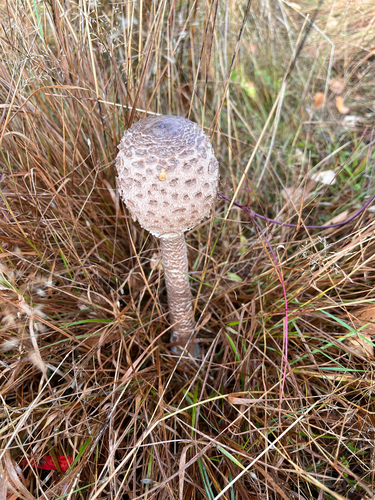 Parasol