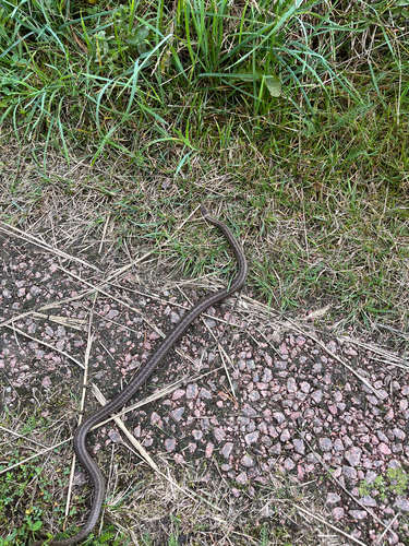 Smooth Snake