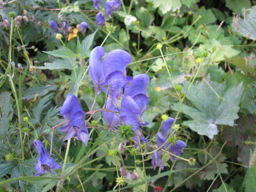 Aconitum degenii