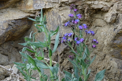 Anchusa officinalis