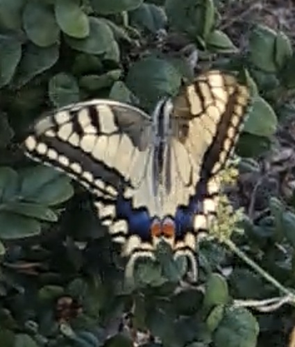 Old World Swallowtail