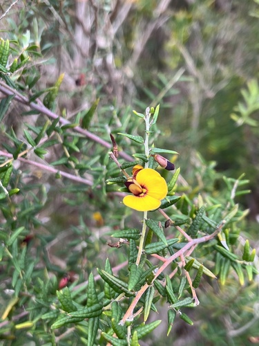 Bossiaea cinerea, photograph 4