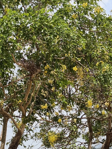 Golden Shower Tree