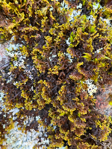 Northern Naugehyde Liverwort