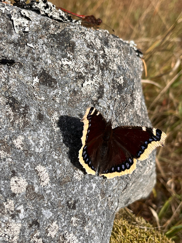 Mourning Cloak