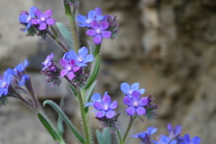 Anchusa officinalis