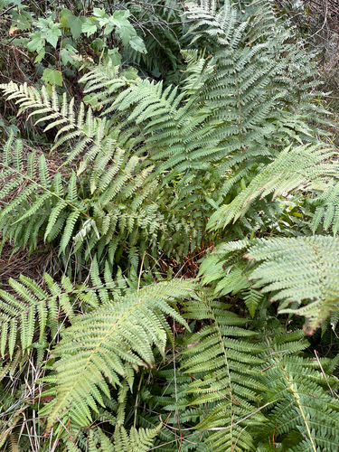 male fern