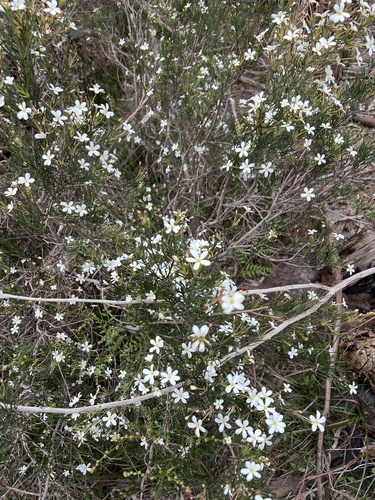 Ricinocarpos pinifolius, photograph 6