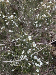 Ricinocarpos pinifolius, photograph (c) c_knut_lord, some rights reserved (CC BY)