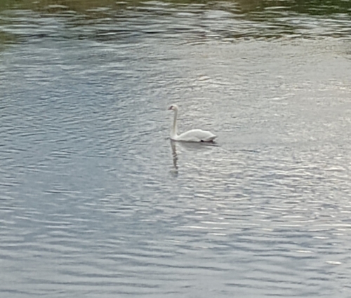 Mute Swan