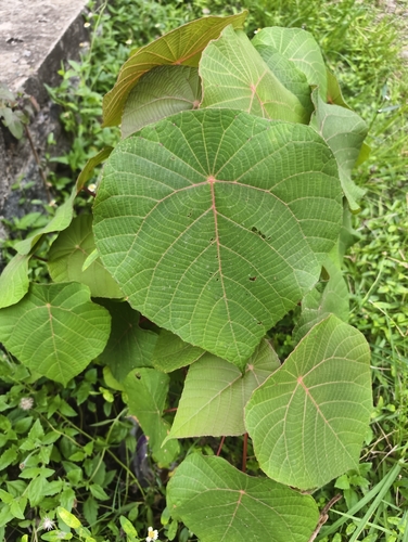 Parasol leaf tree