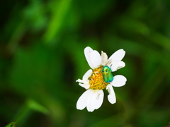 Cryptocephalus sericeus