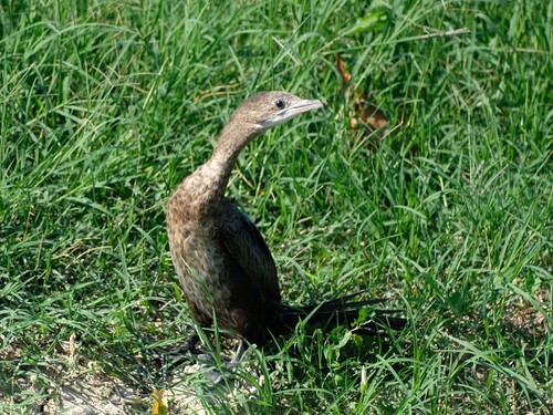 Pygmy Cormorant