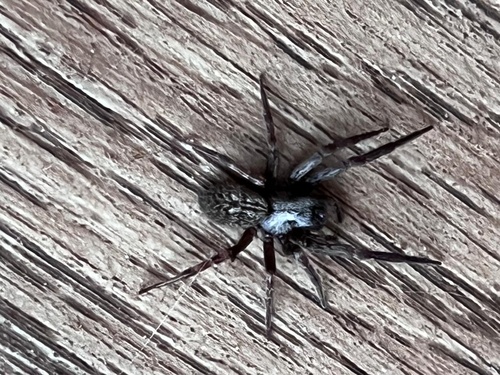 Grey House Spider