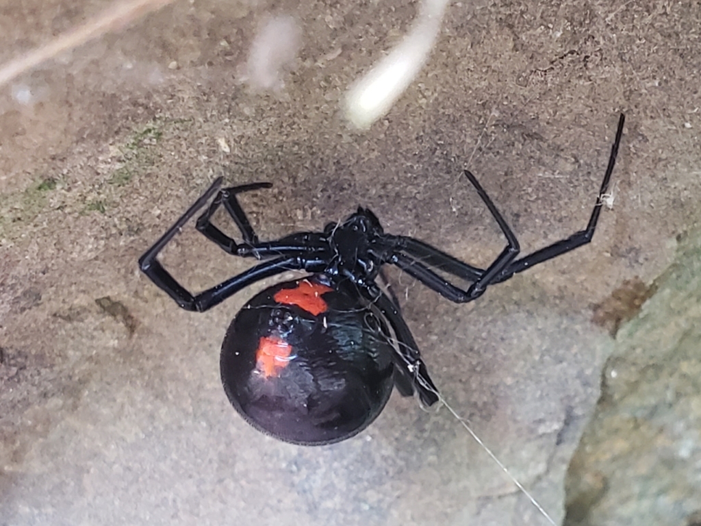 Southern Black Widow (Latrodectus mactans) · iNaturalist