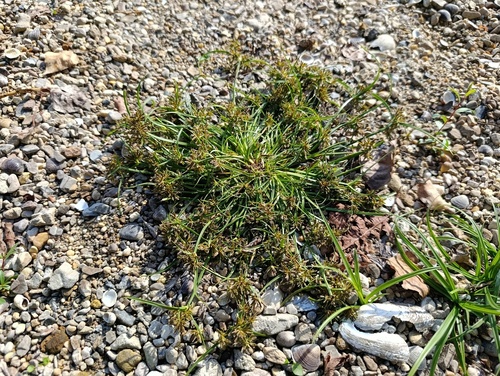 Brown Flatsedge
