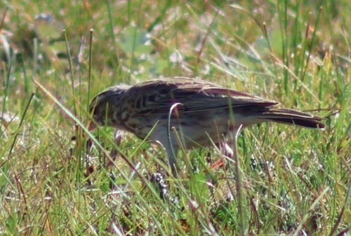 Australian Pipit