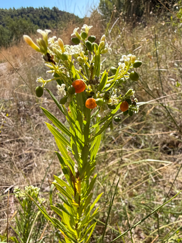 Flax-leaved Daphne