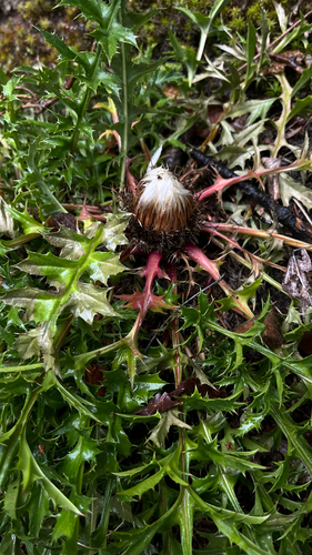 Silver Thistle