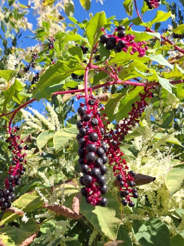 American pokeweed