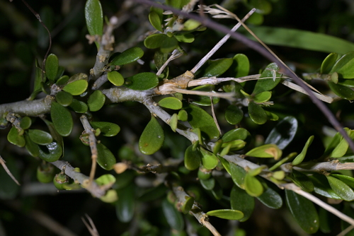 Melicytus crassifolius, photograph 5