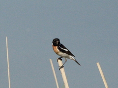 Saxicola maurus variegatus