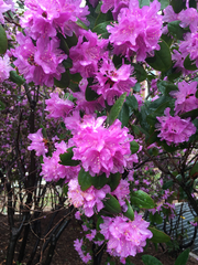 Rhododendron carolinianum